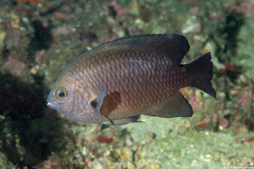 Pomacentrus brachialis (Charcoal Damsel)