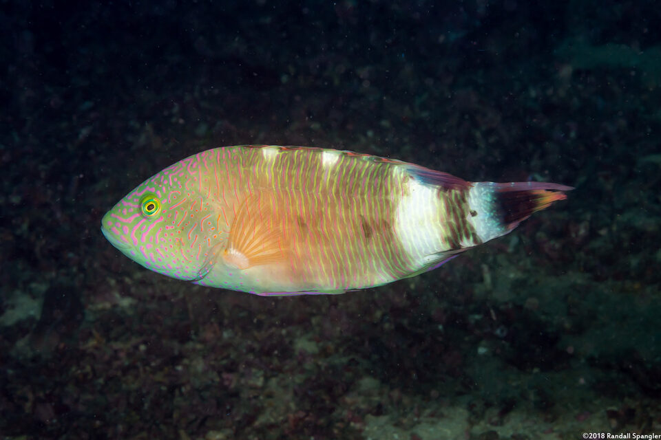 Cheilinus trilobatus (Tripletail Wrasse)