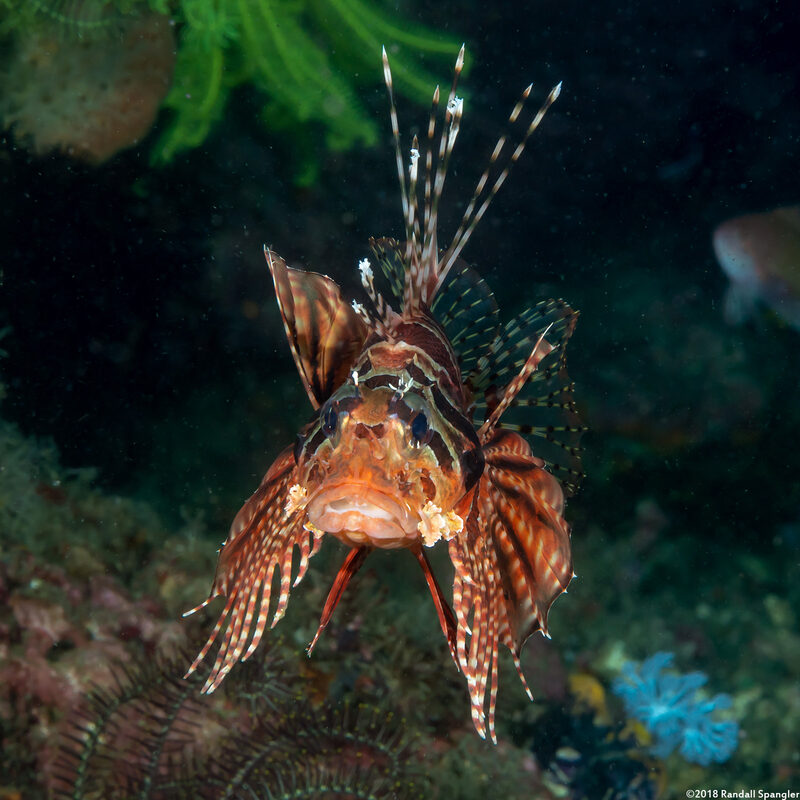 Dendrochirus zebra (Zebra Lionfish)
