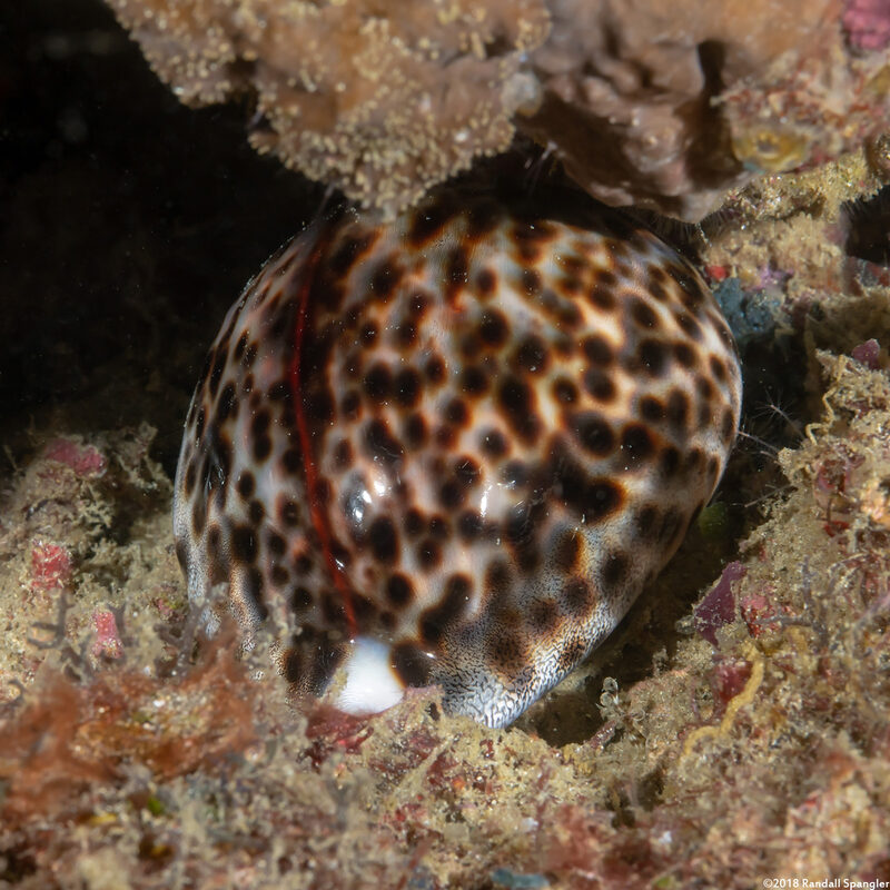 Cypraea tigris (Tiger Cowry)