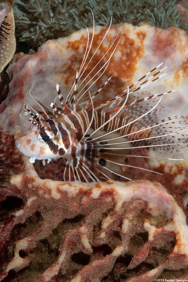 Pterois antennata (Spotfin Lionfish)