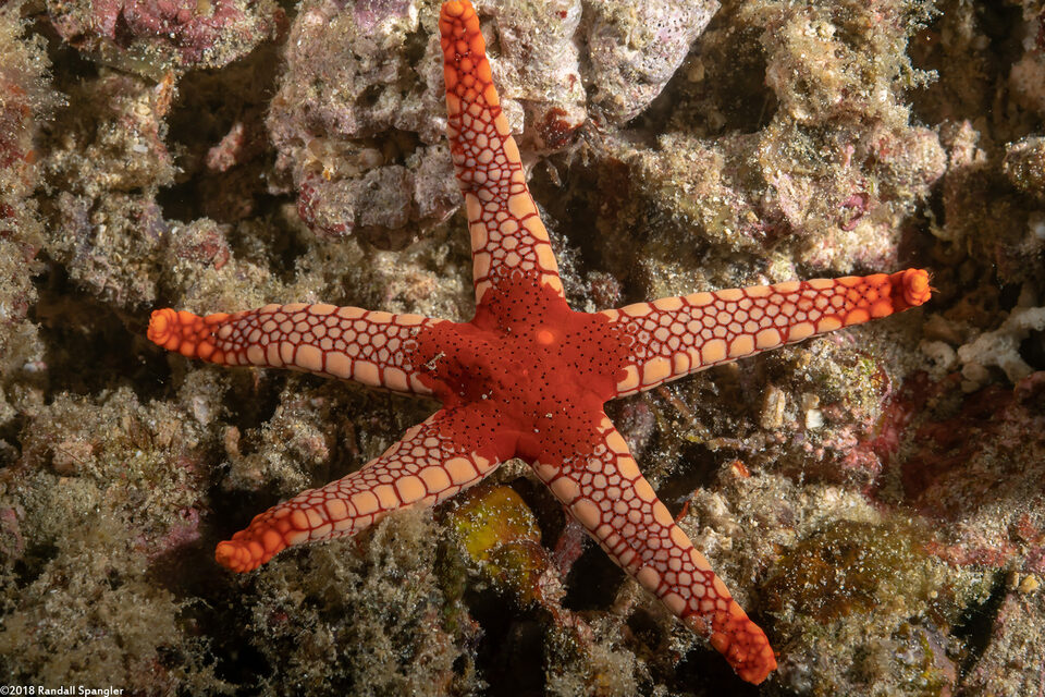 Fromia monilis (Peppermint Sea Star)