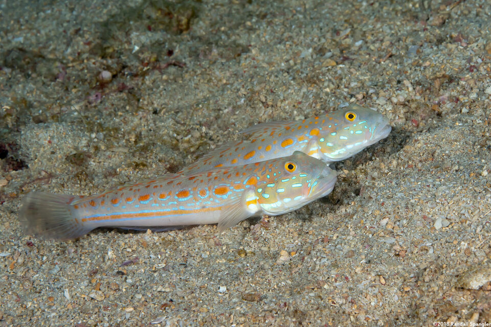 Valenciennea puellaris (Orange-Dashed Goby)