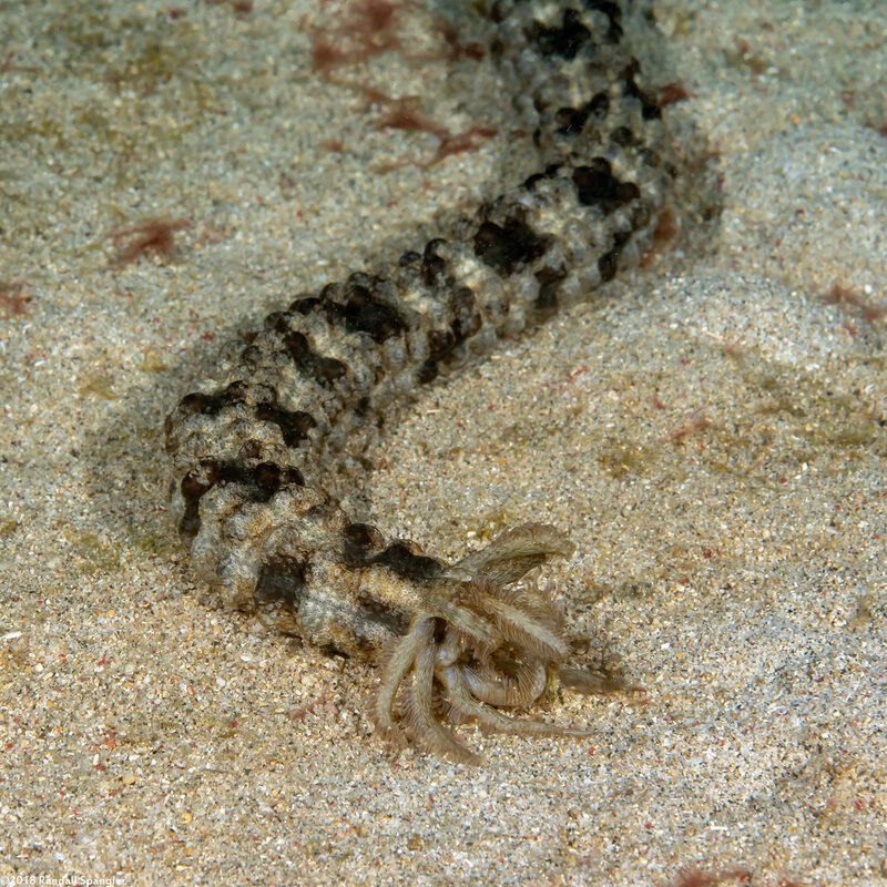 Synapta maculata (Spotted Worm Sea Cucumber)