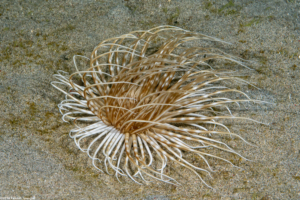 Pachycerianthus maua (Banded Tube Anemone)