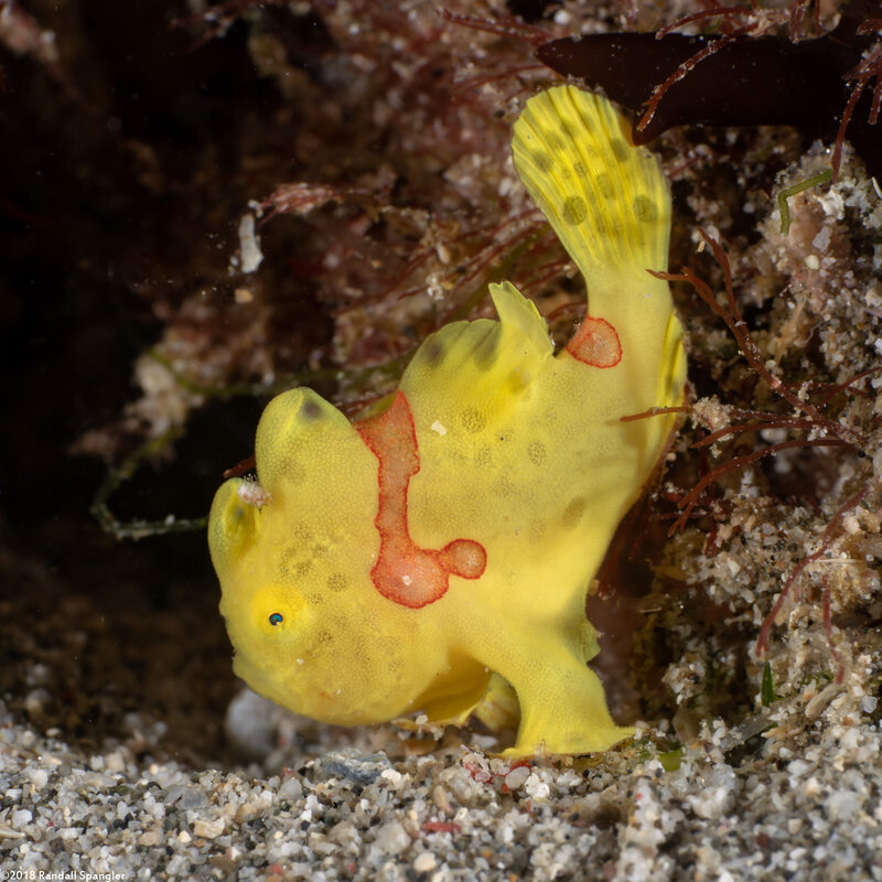 Antennarius maculatus (Warty Frogfish)