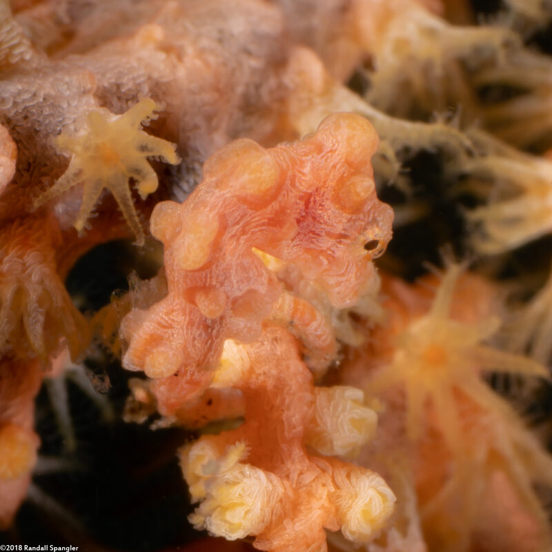 Hippocampus bargibanti (Pygmy Seahorse)