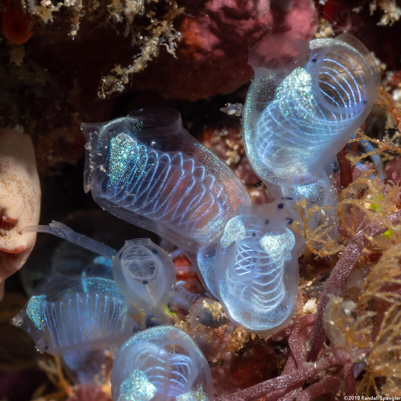 Clavelina sp.8 (Clavelina sp.8)