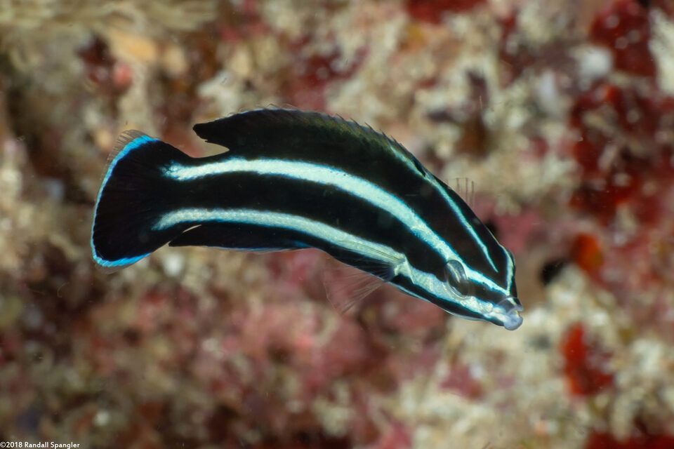 Labropsis manabei (Northern Tubelip)