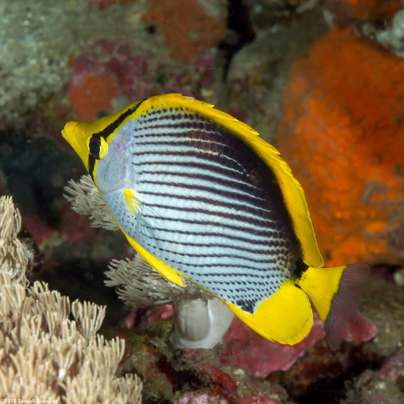 Chaetodon melannotus (Black-Backed Butterflyfish)