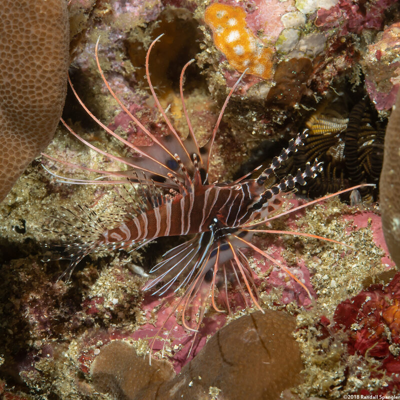 Pterois antennata (Spotfin Lionfish)