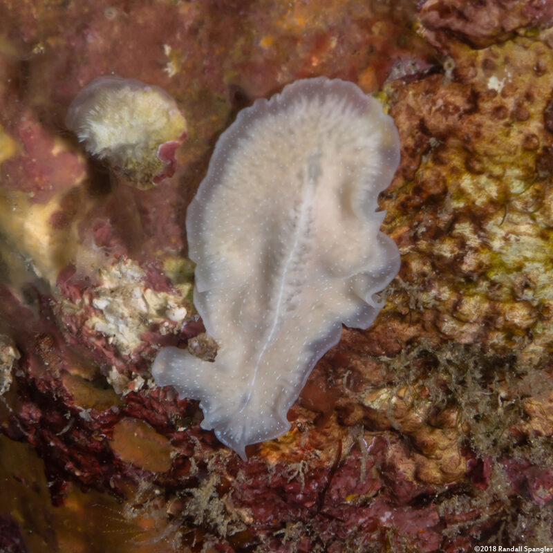 Phrikoceros sp.1 (Phrikoceros sp.1)