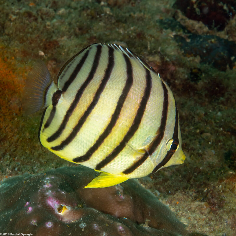 Chaetodon octofasciatus (Eight-Banded Butterflyfish)