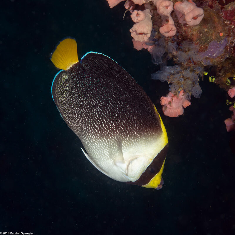 Chaetodontoplus mesoleucus (Vermiculated Angelfish)