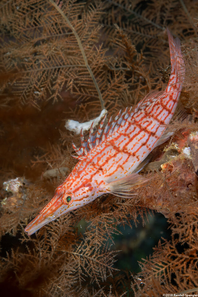 Oxycirrhites typus (Longnose Hawkfish)