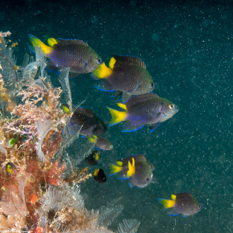 Neopomacentrus azysron (Yellowtail Demoiselle)