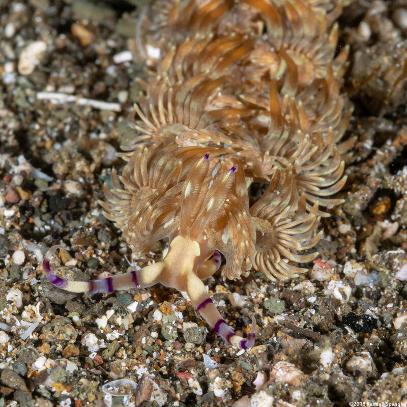 Pteraeolidia semperi (Blue Dragon Nudibranch)