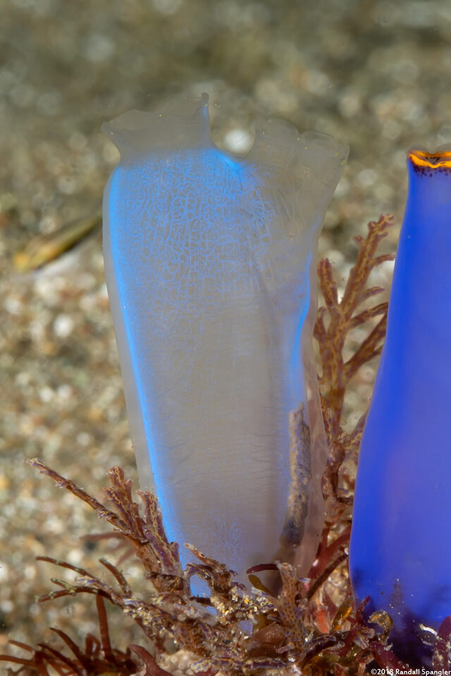 Rhopalaea crassa (Rhopalaea Crassa)