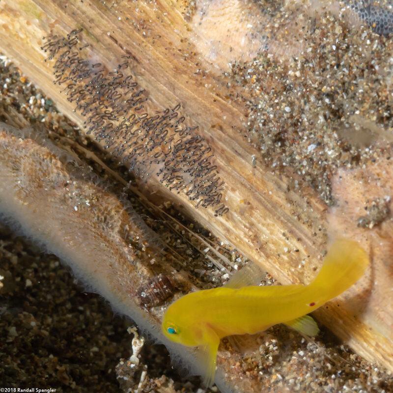 Lubricogobius exiguus (Ornate Goby)
