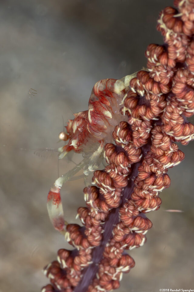 Dasycaris ceratops (Horned Sea Pen Shrimp)