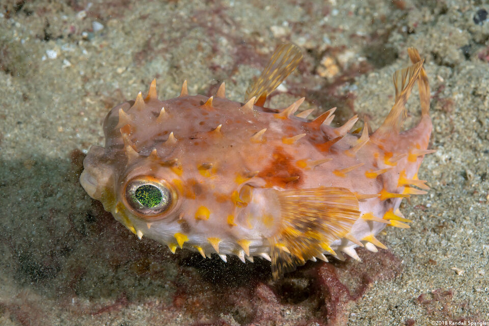 Cyclichthys orbicularis (Orbicular Burrfish)