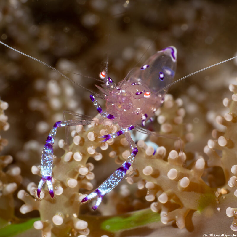 Ancylomenes sarasvati (Sarasvati Anemone Shrimp)