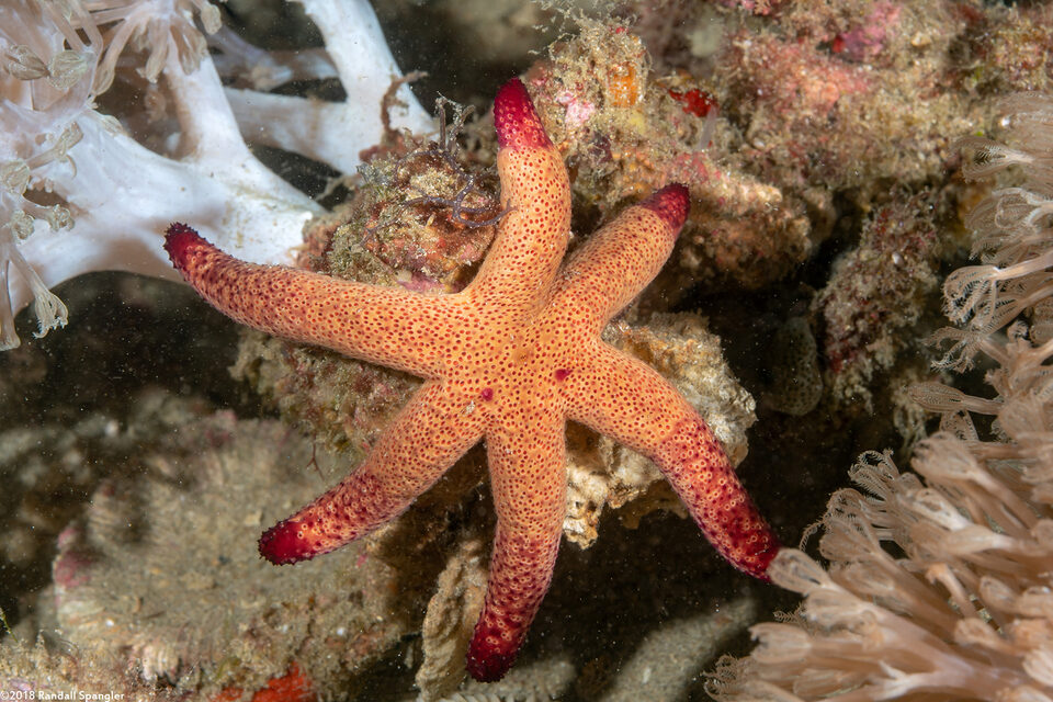 Echinaster luzonicus (Luzon Sea Star)