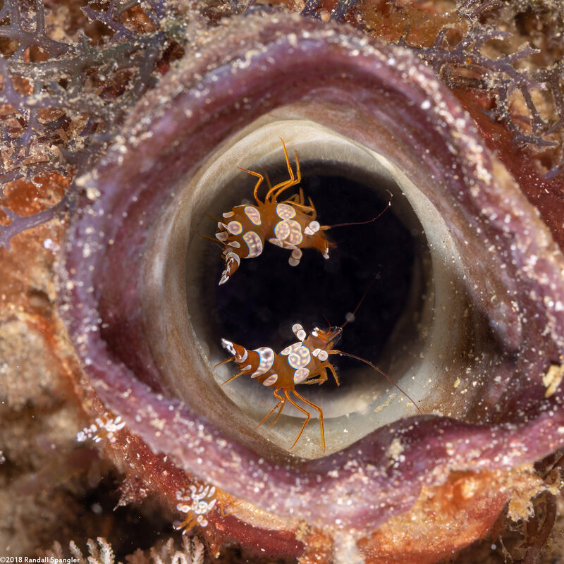 Thor amboinensis (Squat Shrimp)