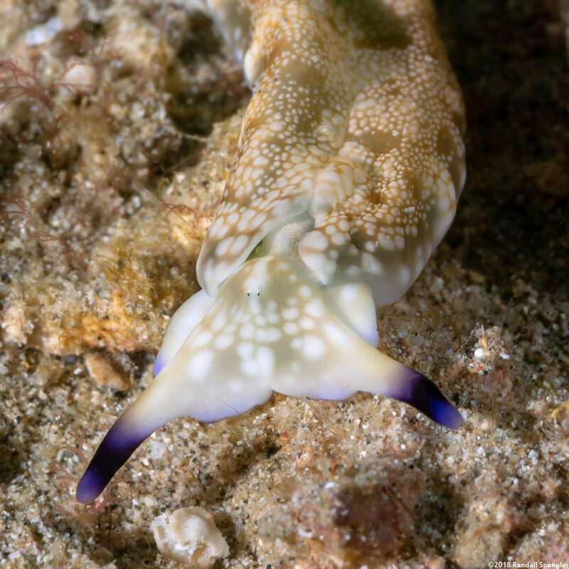 Plakobranchus sp.1 (Plakobranchus sp.1); Itty bitty eyes