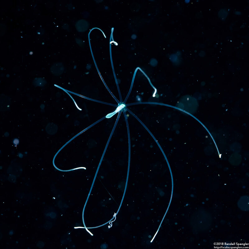 Cerianthus sp.2 (Tube-Dwelling Anemone)