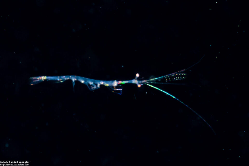 Lucifer sp.1 (Planktonic Shrimp)