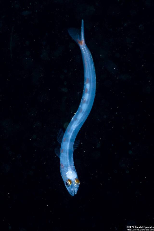 Trachinocephalus myops (Snakefish)