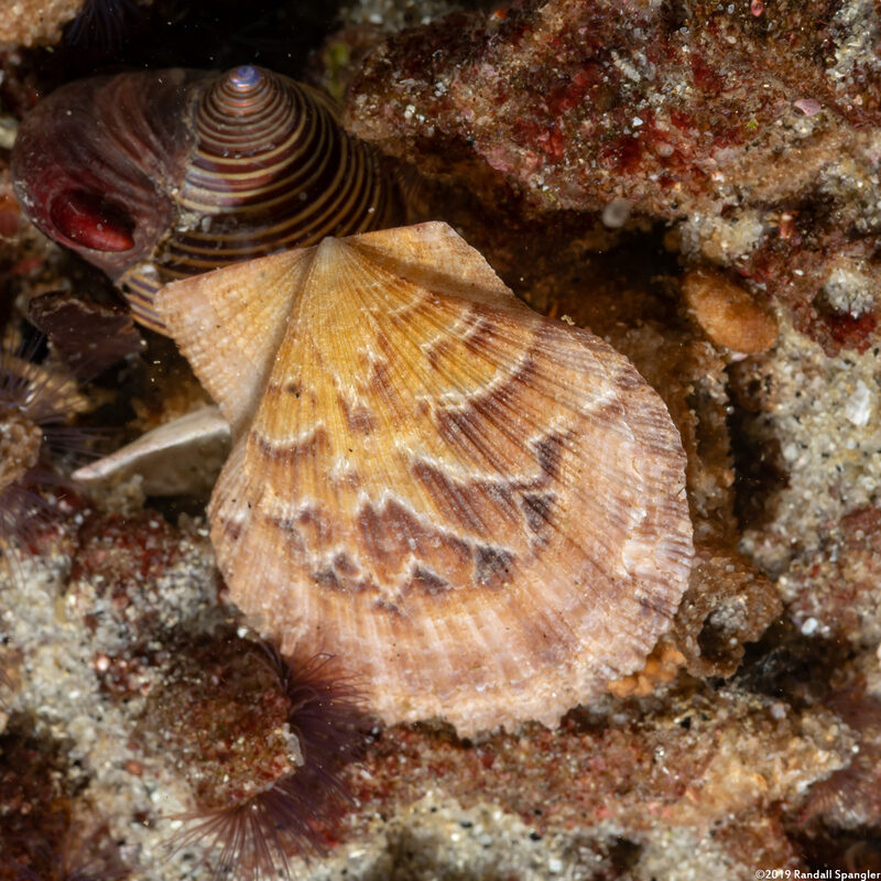 Leptopecten latiauratus (Kelp Scallop)
