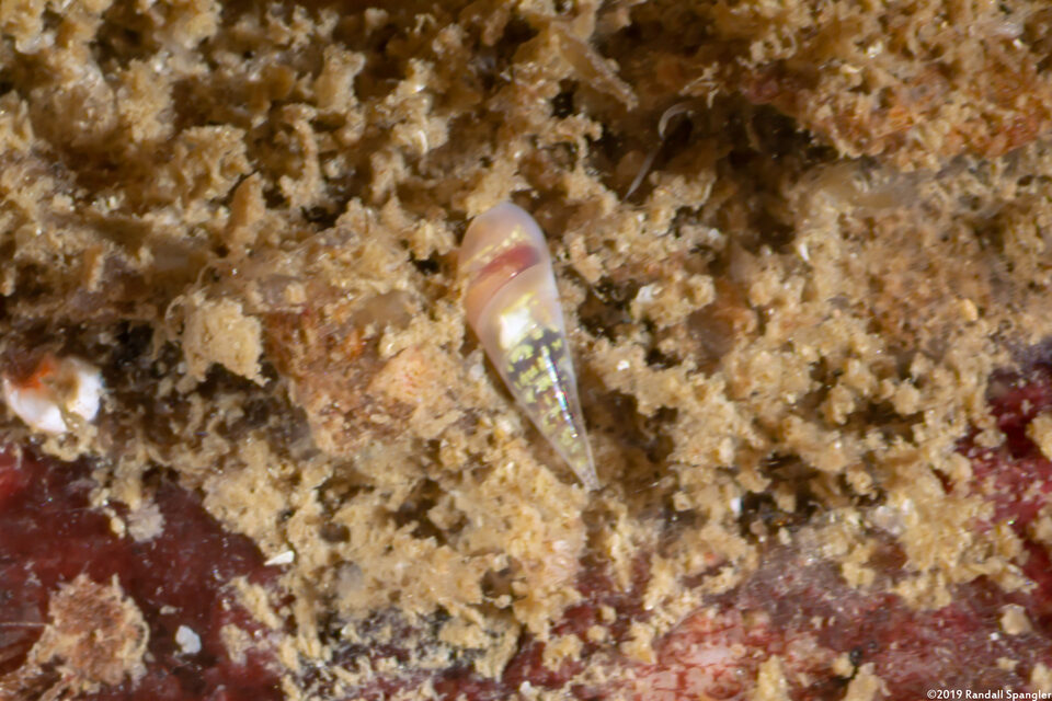 Melanella micans (Melanella Micans)