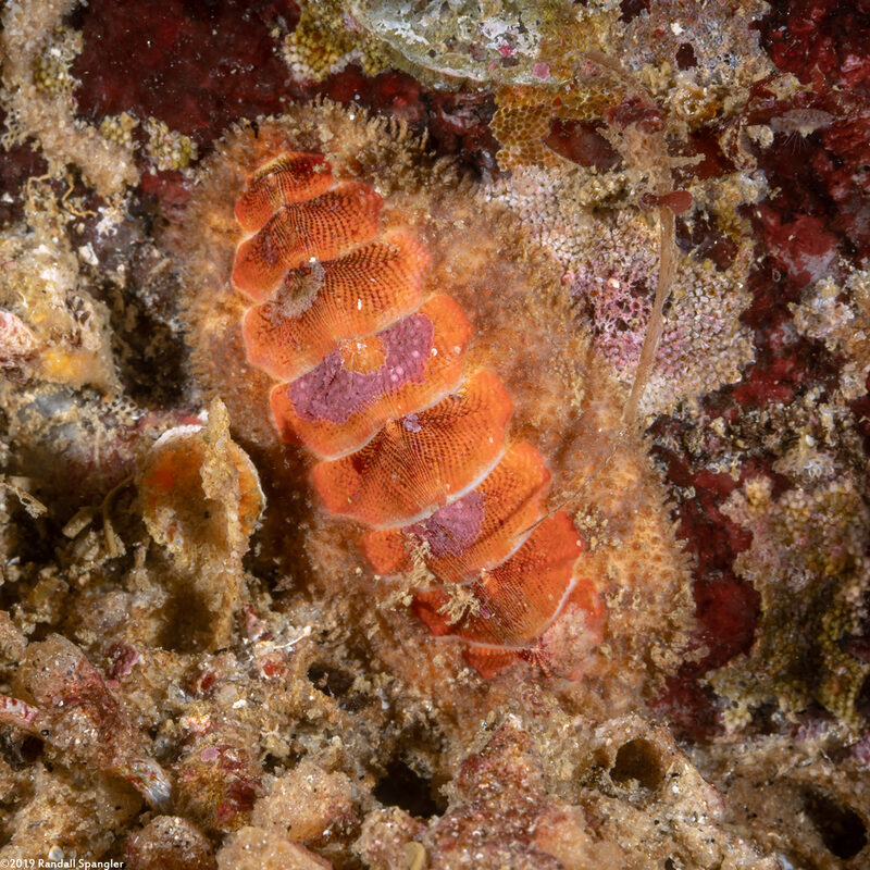 Mopalia spectabilis (Red-Flecked Mopalia)