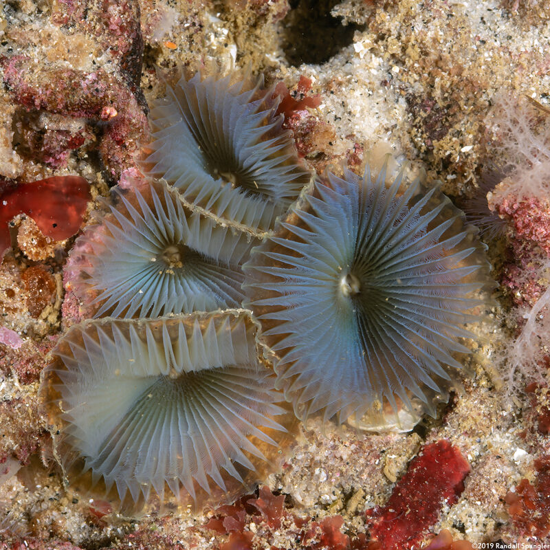Myxicola sp.2 (Colonial Slime Tubeworm)