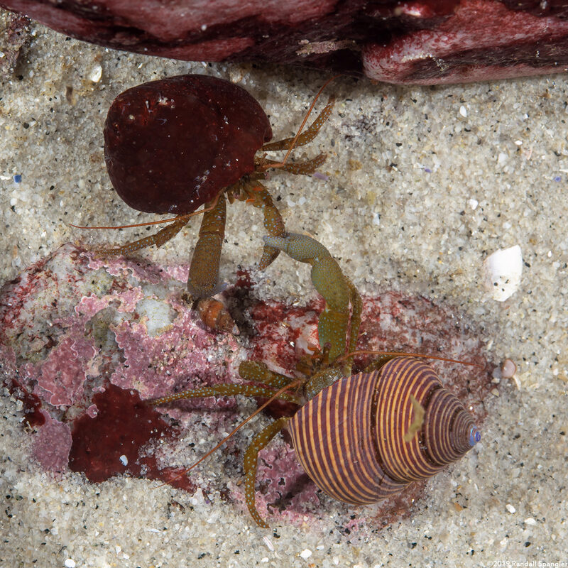 Pagurus granosimanus (Grainyhand Hermit Crab)