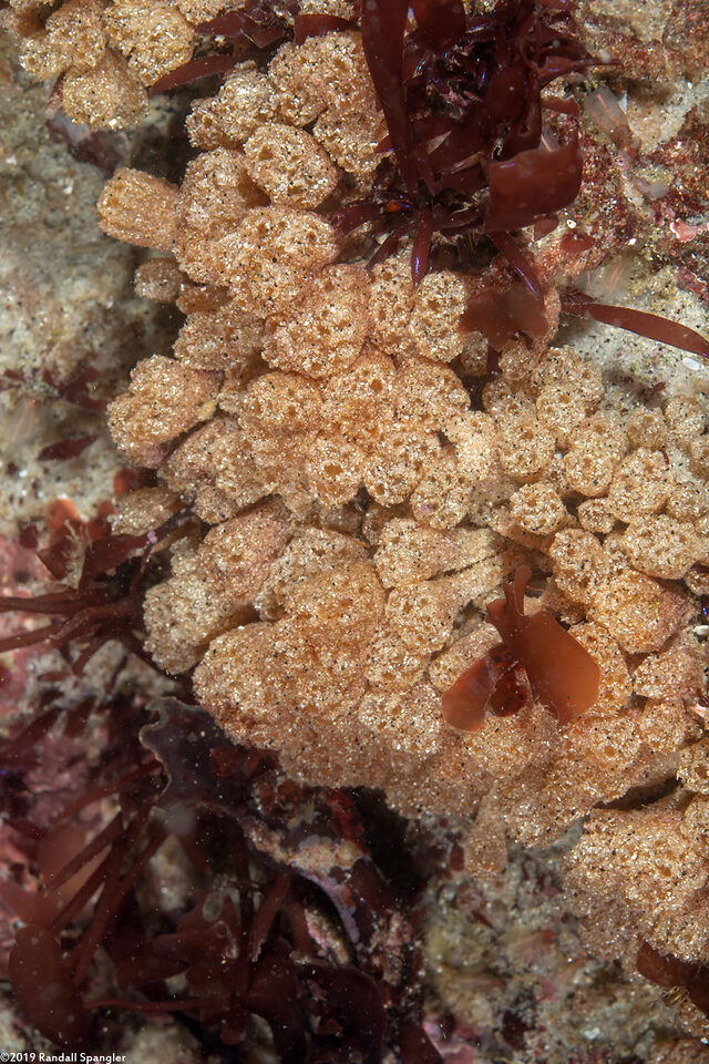 Synoicum parfustis (Synoicum Parfustis)