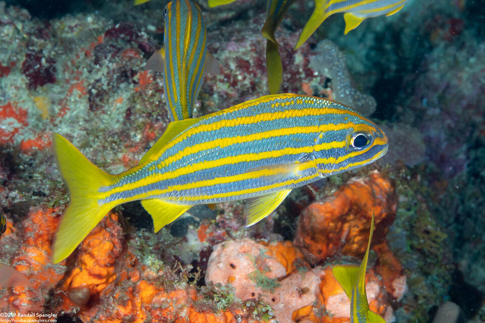 Brachygenys chrysargyreum (Smallmouth Grunt)