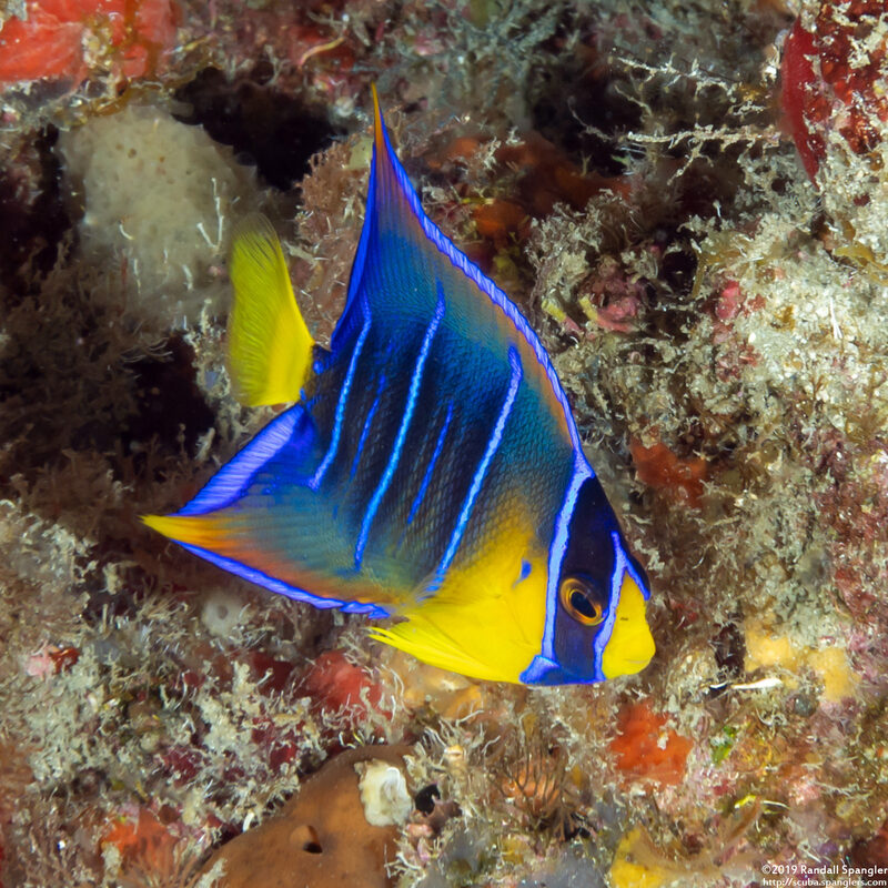 Holacanthus ciliaris (Queen Angelfish)