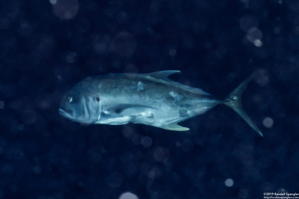 Caranx hippos (Crevalle Jack)