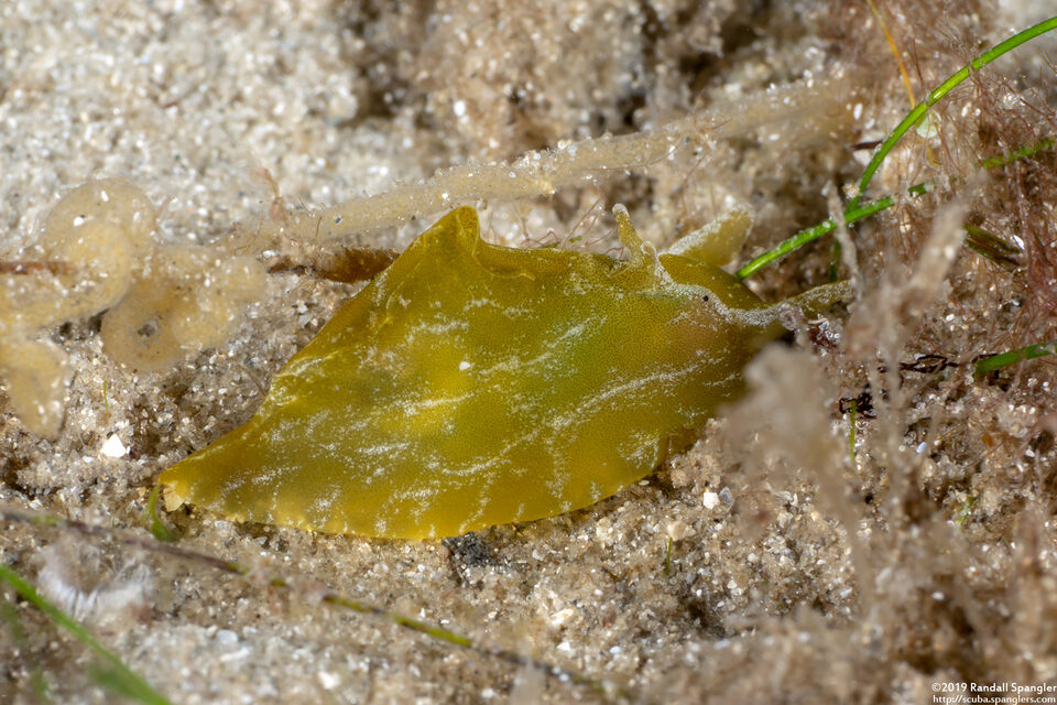 Syphonota geographica (Geographic Seahare)