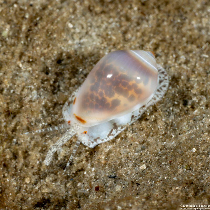 Prunum apicinum (Common Atlantic Marginella)