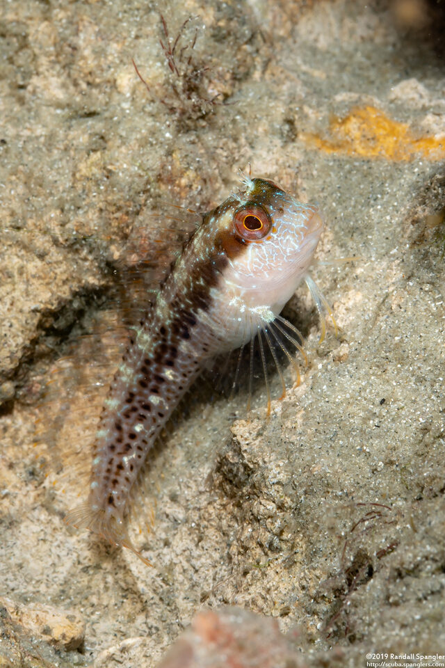 Parablennius marmoreus (Seaweed Blenny)