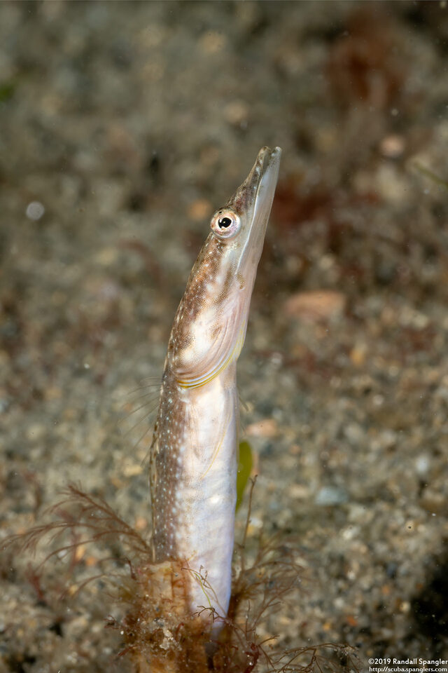 Chaenopsis ocellata (Bluethroat Pikeblenny)