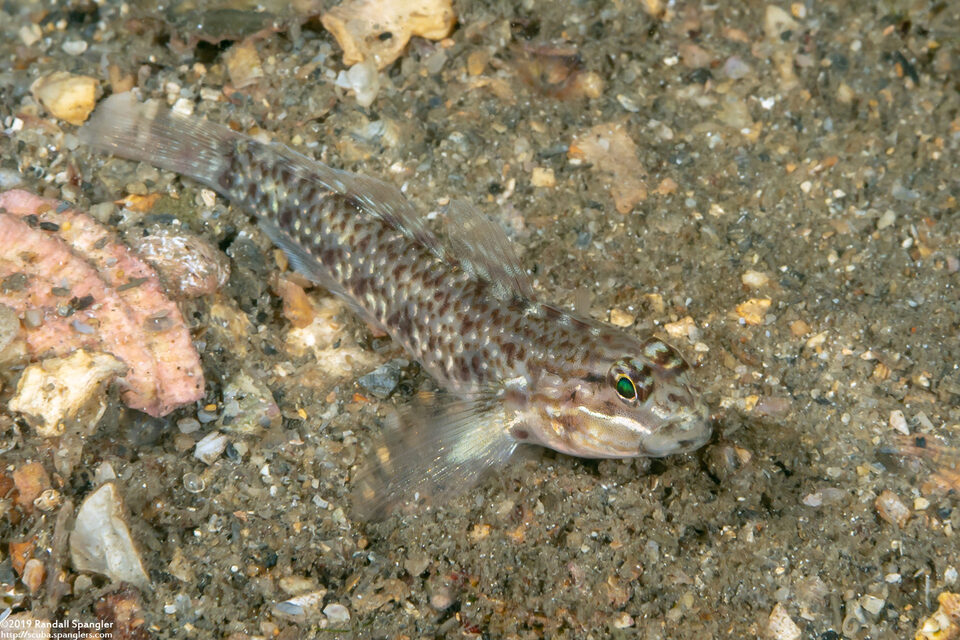 Coryphopterus dicrus (Colon Goby)