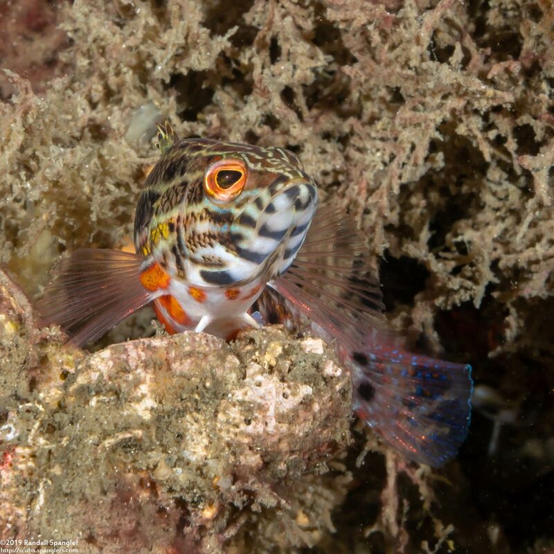 Serranus baldwini (Lantern Bass)