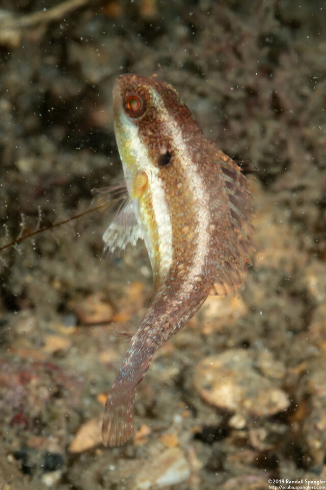 Sparisoma aurofrenatum (Redband Parrotfish)