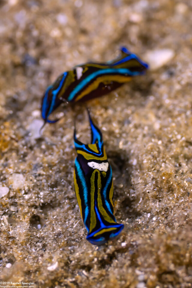 Chelidonura hirundinina (Leech Aglaja)