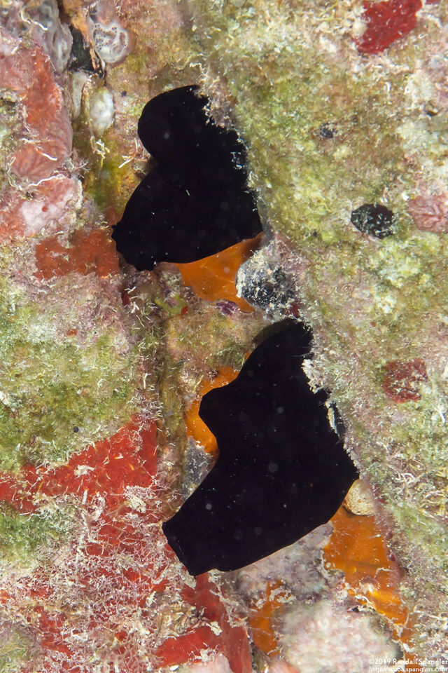 Rhopalaea abdominalis (Reef Tunicate)